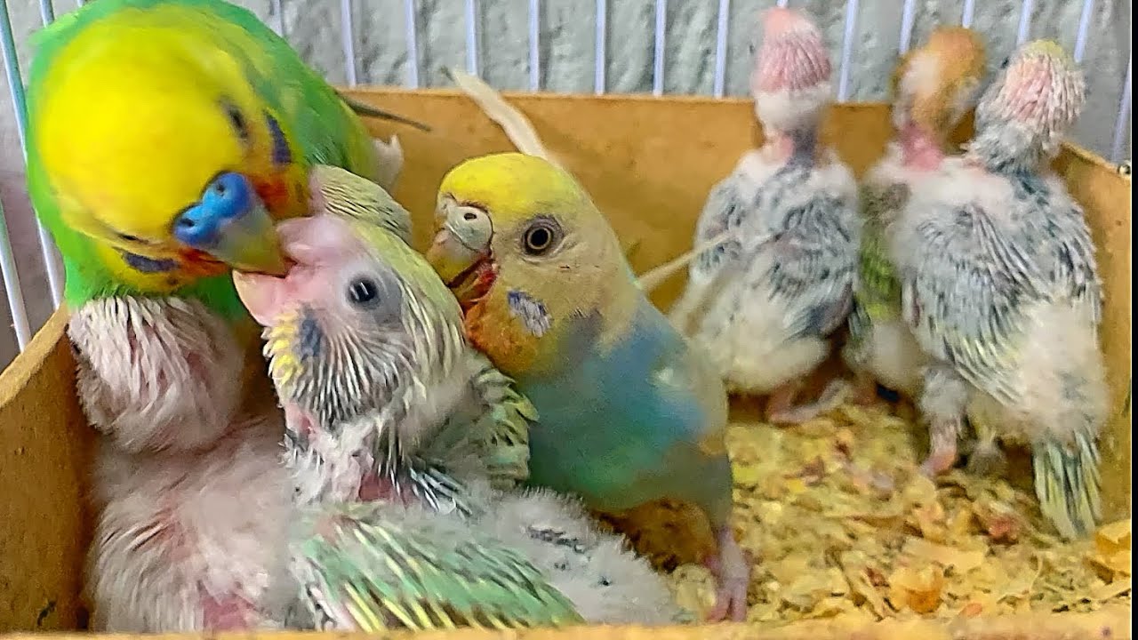 Periquitos Australianos Arco-íris com Filhotes