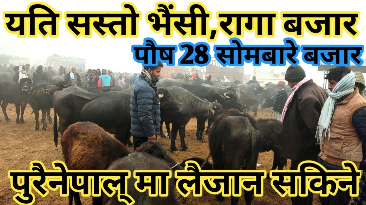 यति सस्तो रागा ,भैंसी बजार ! buffalo market in nepal ! nepali village !