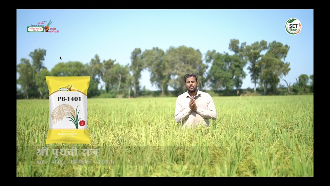 PB-1401 Shakti Vardhak Hybrid Seeds  Paddy Seeds