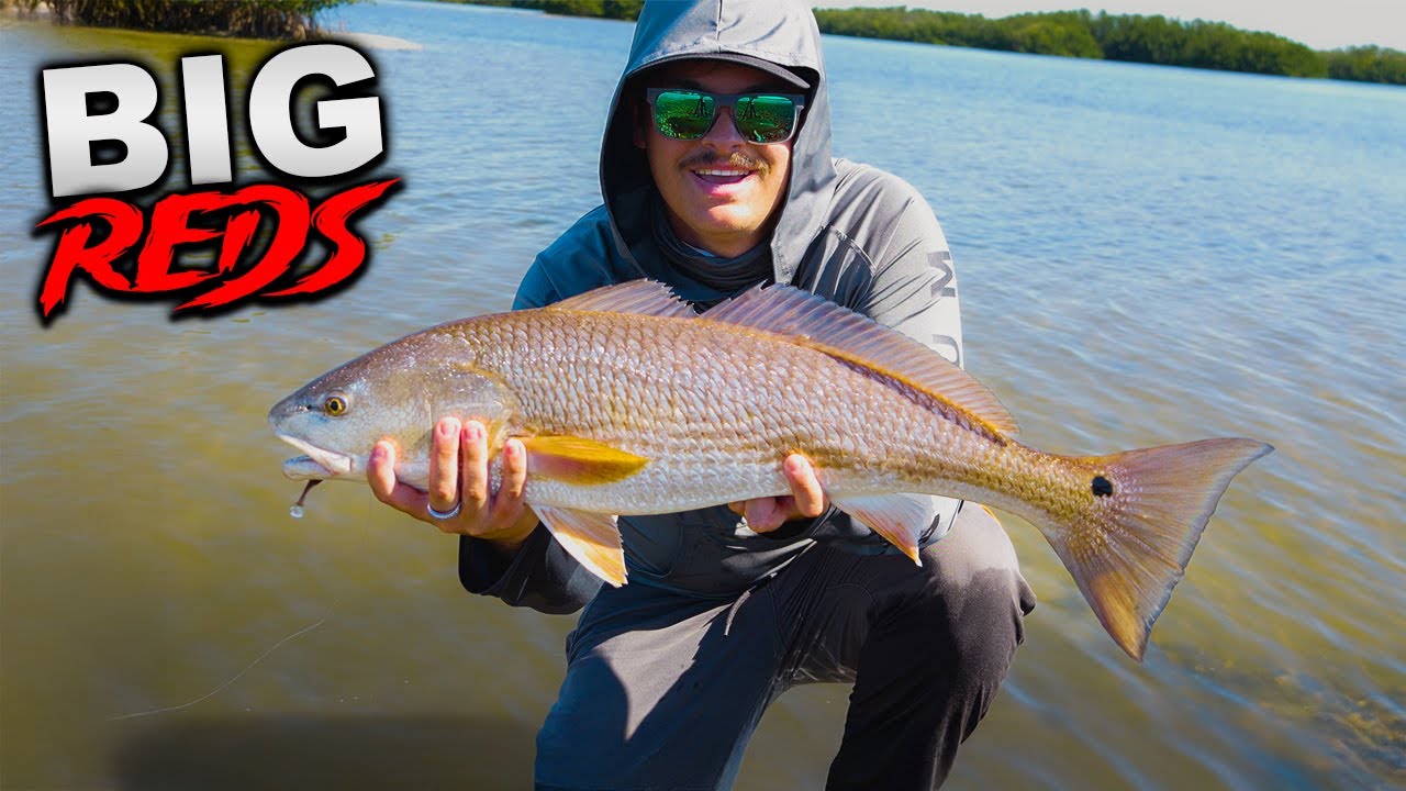 BIG REDFISH on NLBN! - Fishing Tampa Bay Flats
