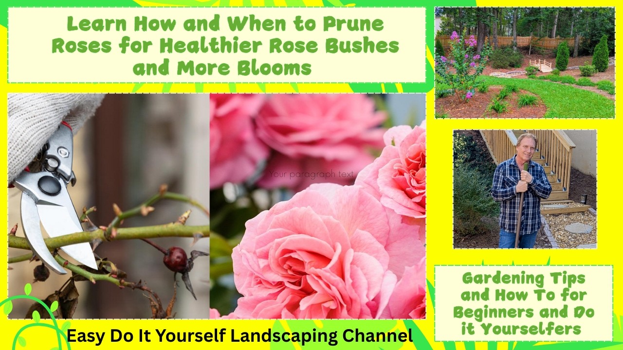 Learn How and When to Prune Roses for MORE Blooms - DIY