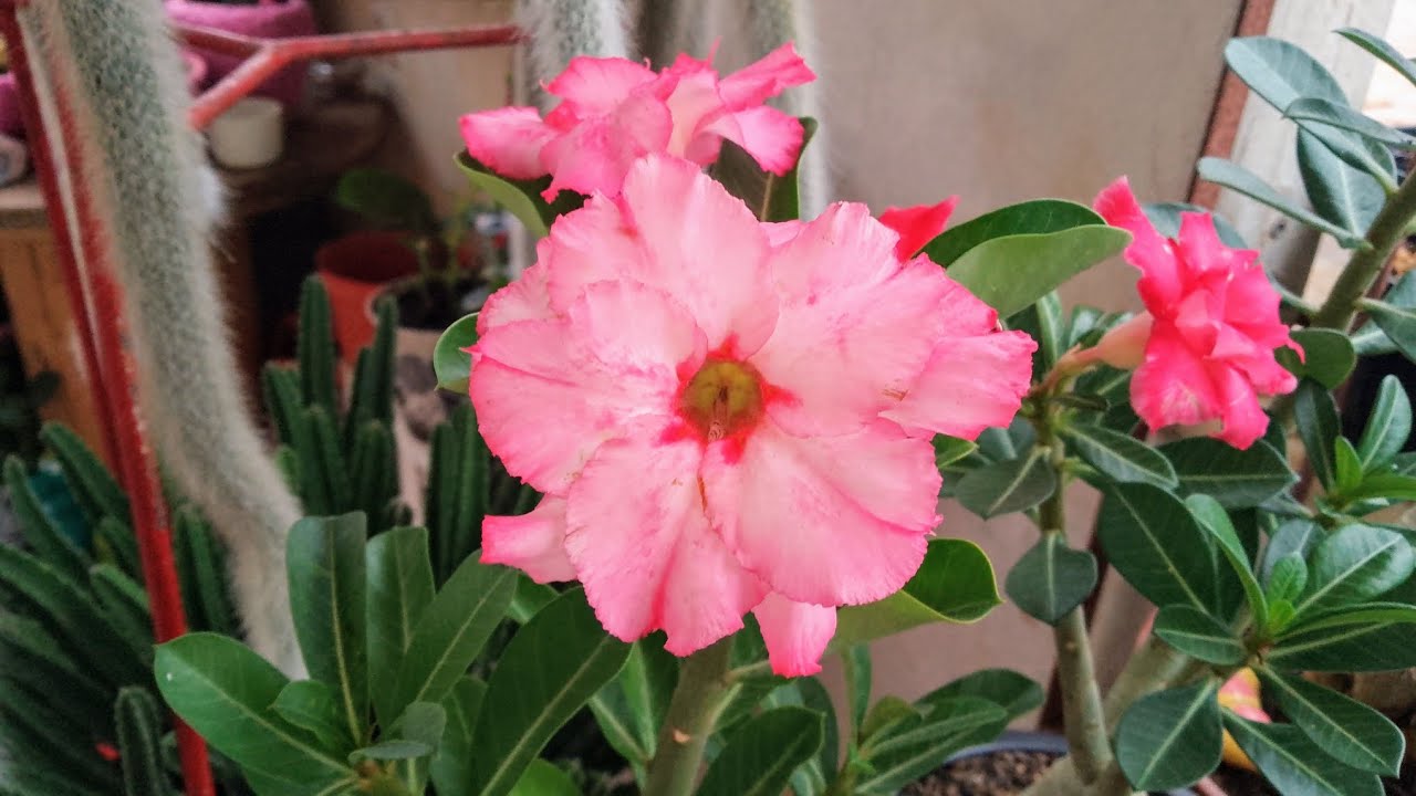 Meus cactos na chuva🌧️⛈️