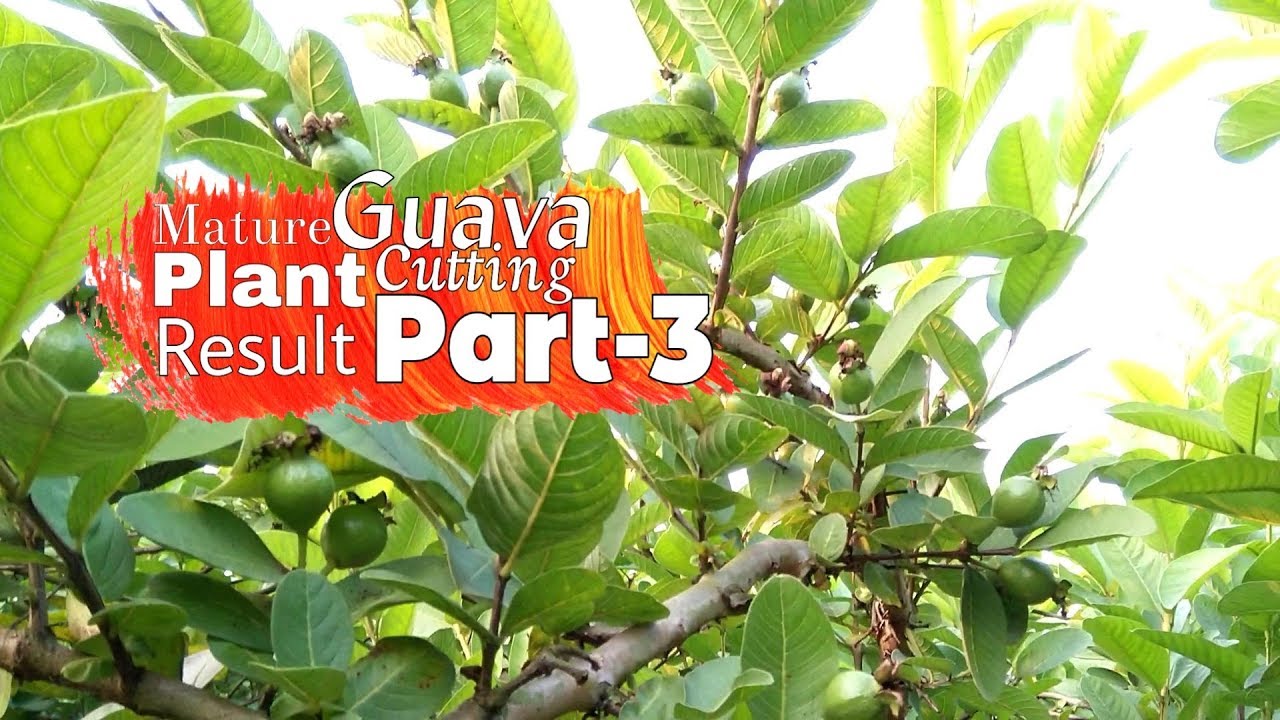 Matured Guava Plant Cutting Results | Amrut ki pod chatai karne ka Niyam?