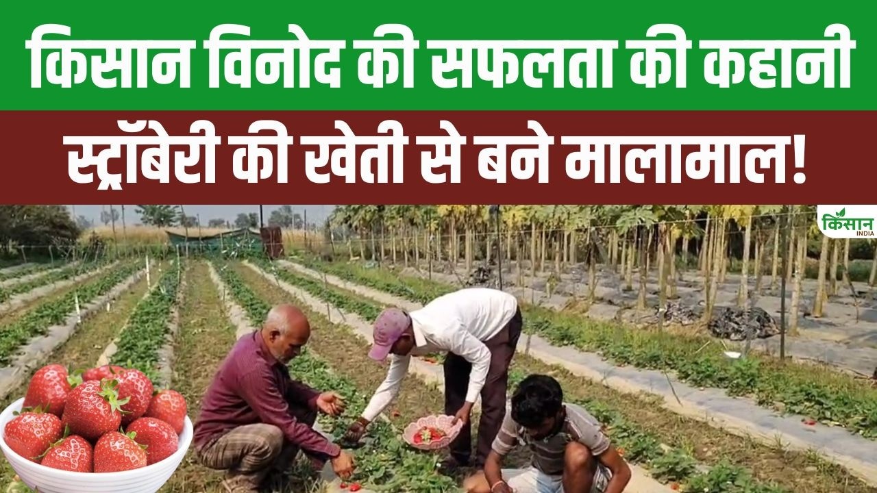 शेखपुरा के किसान विनोद कुमार की सफलता: स्ट्रॉबेरी और जैविक खेती से बढ़ी आय, गांव में मिला रोजगार