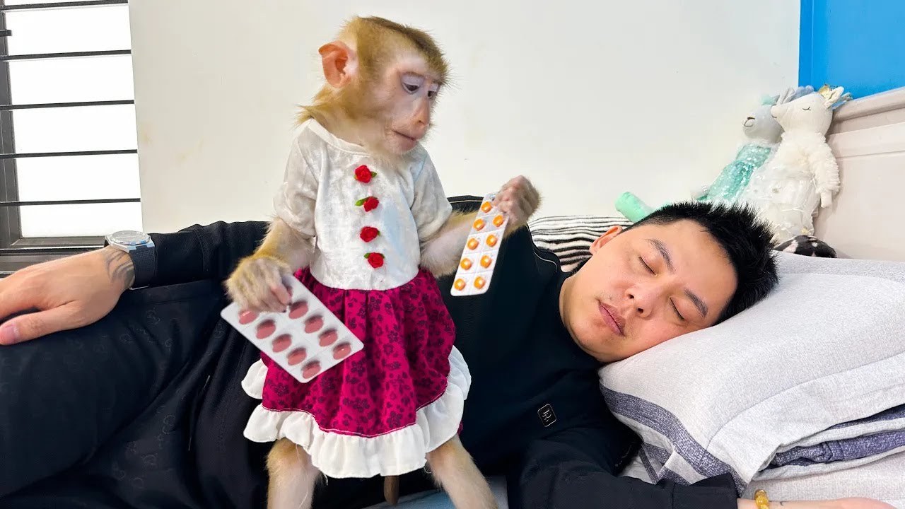 Dad is sick, smart Monkey Kaka runs to get medicine for dad to drink