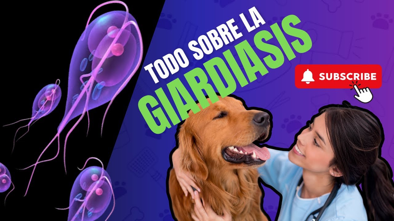 GIARDIASIS | Platiquemos de Medicina 1-6