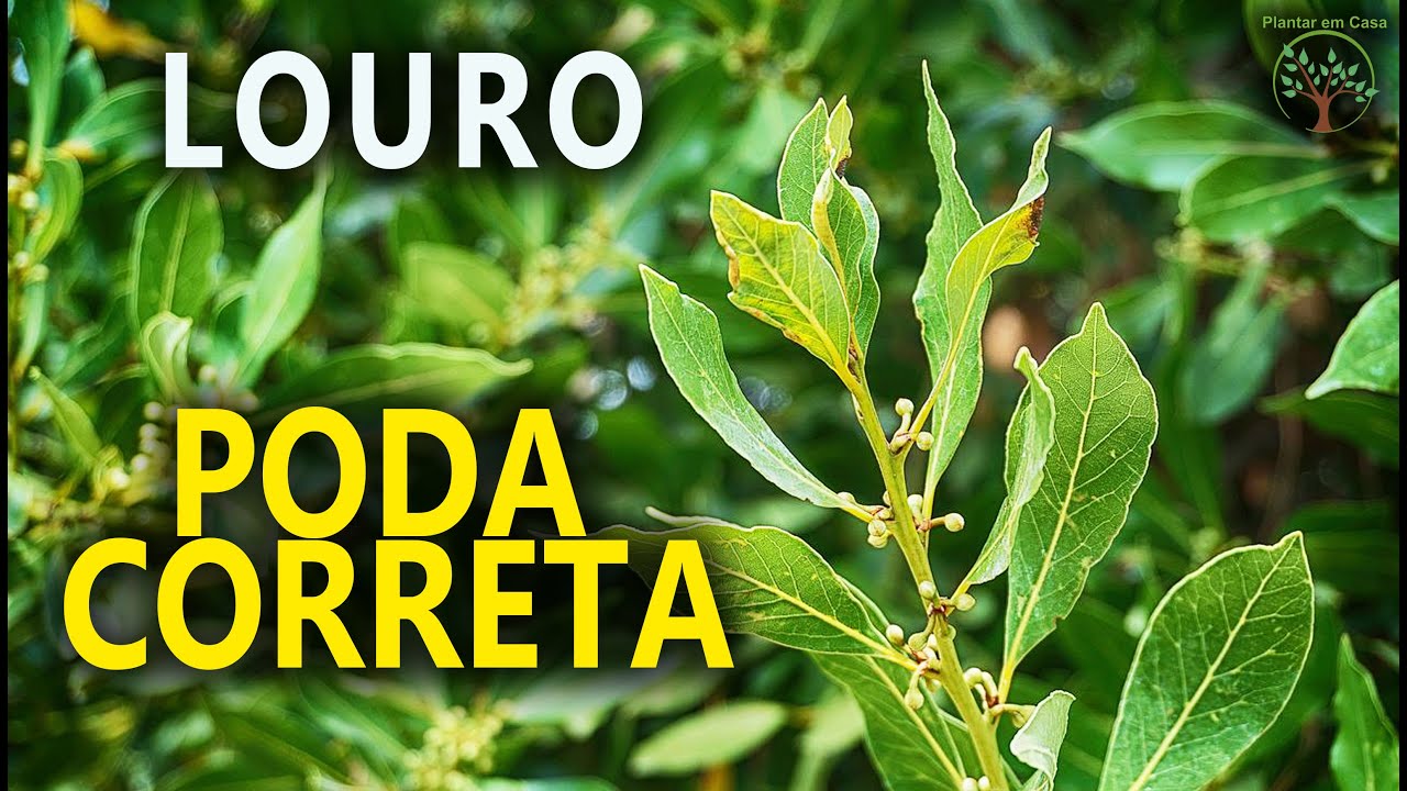 Louro Poda Correta para uso das Folhas do Loureiro com Luís Rosa