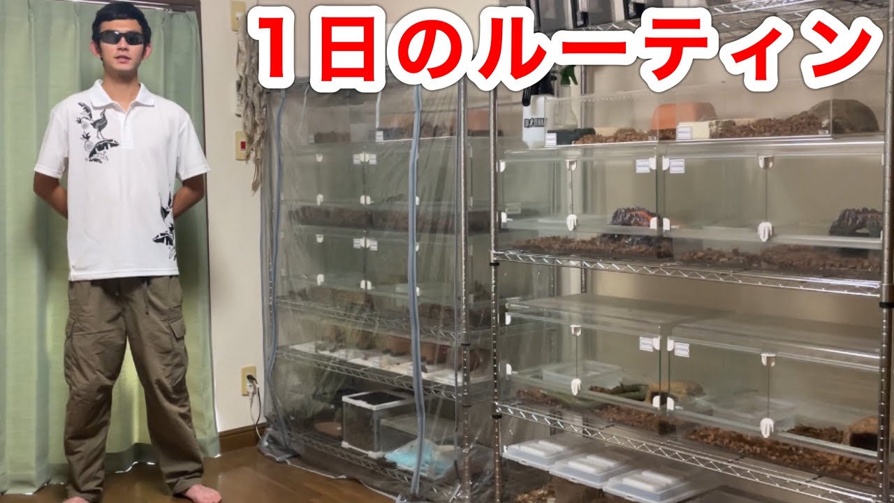 生き物採集YouTuberの1日密着【ルーティン】