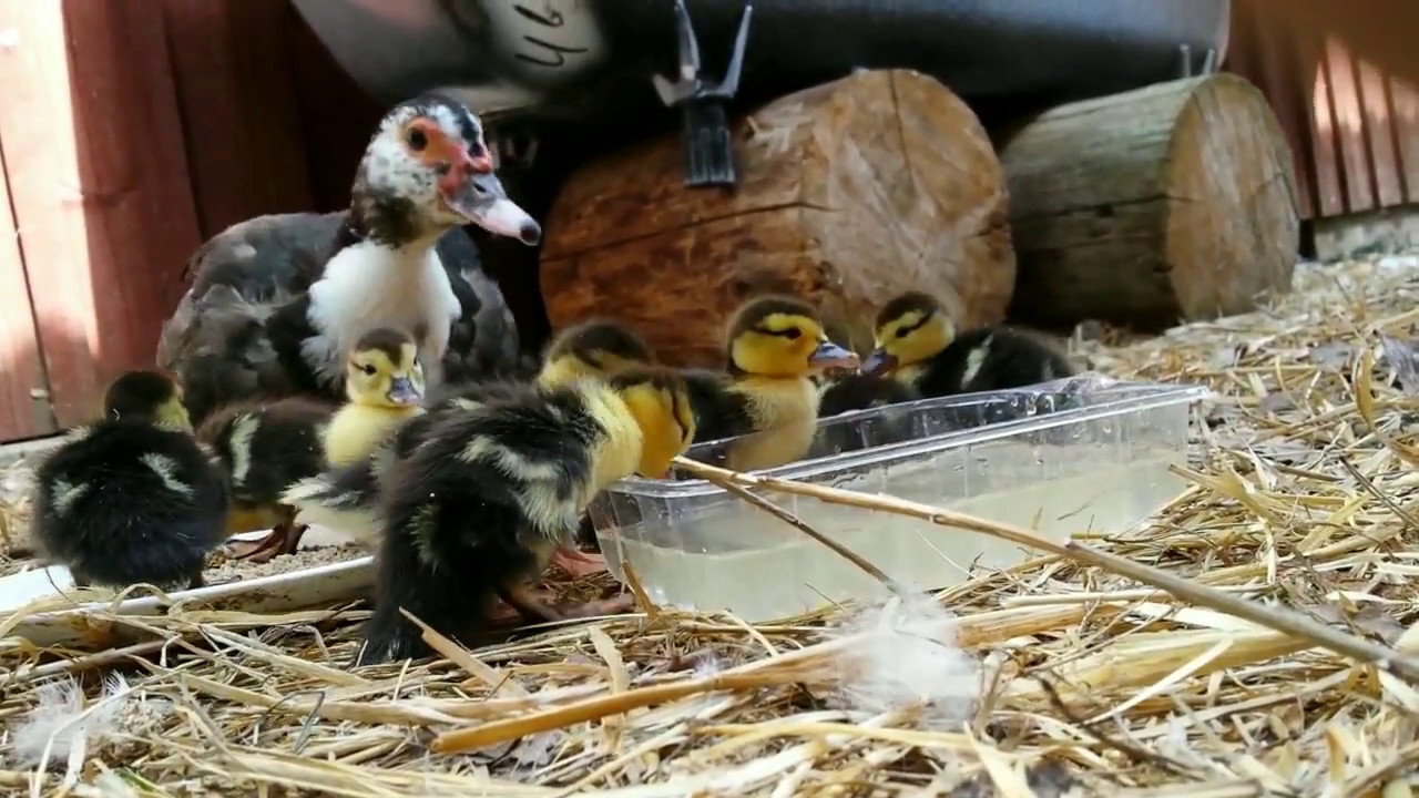 New life on the farm: Ducklings' first time outside.
