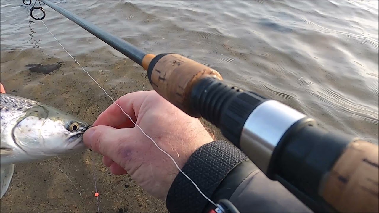Vandtemperatur, tips, fisk og følgere:  Limfjorden, 14. og 15. december 2021