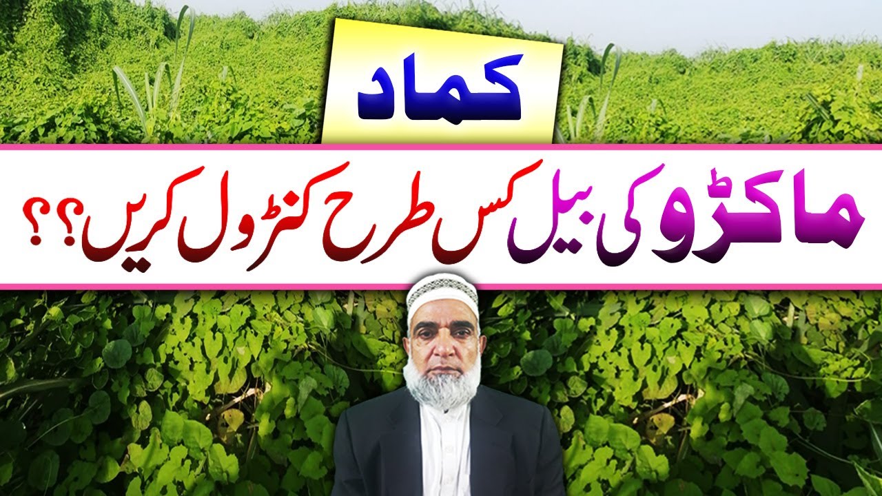 How to control Makro in Sugarcane crop || Crop Reformer