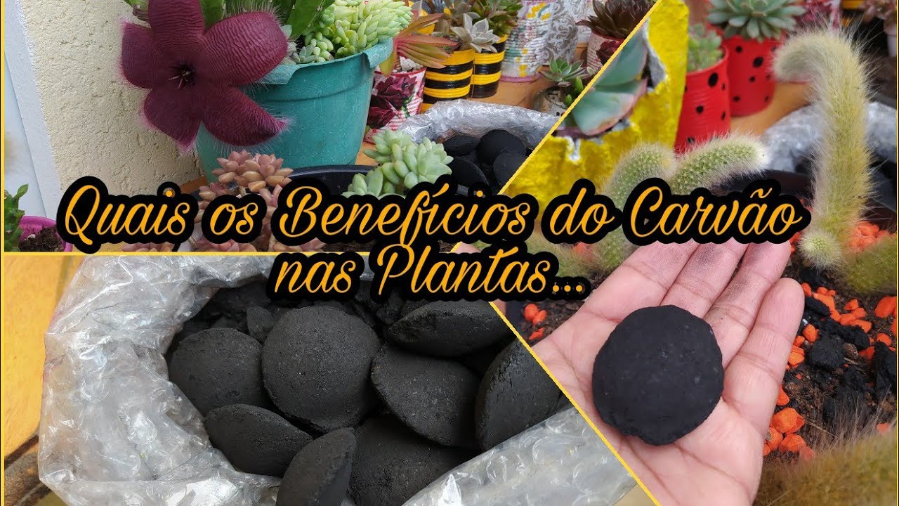 Carvão nas Suculentas:Os Benefícios e a importância no Cultivo...