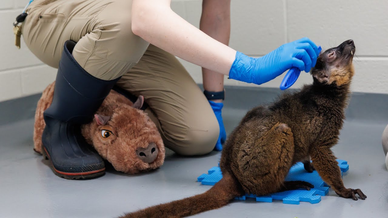 Using Grooming to Help Our Lemur Cope With Loss!