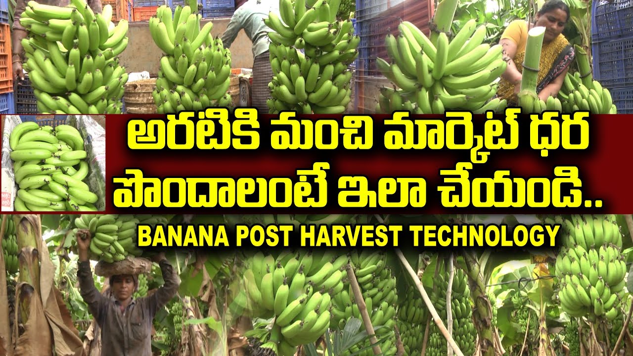 అరటి రైతు అధిక లాభాలు గడించాలంటే ఇలా చేయాలి || Banana - Post harvest Technology ||  Karshaka Mitra