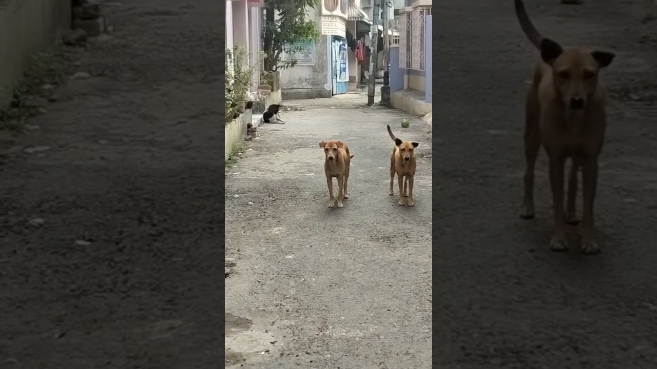 Feed the stray dogs if they are hungry because they can't help themselves !Dogs shelter and foodhelp