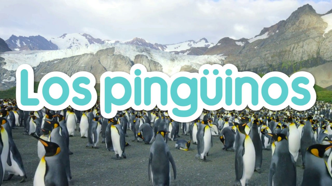 Los Pingüinos para niños en Español (con vídeos)