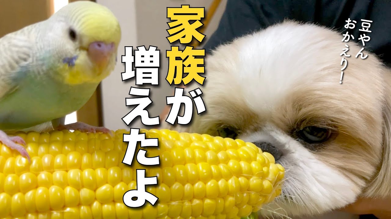 【シーズー】新しい家族…幸せがひとつ増えました！【345】