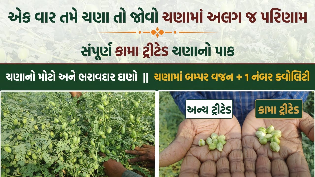 ચણાના મોટા અને ભરાવદાર દાણા સાથે દમદાર ઉત્પાદન. | ઓછો ખર્ચ + બમ્પર ઉત્પાદન