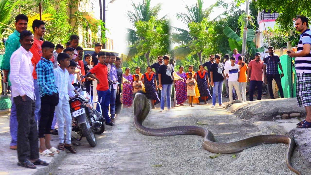 ऐसी जगह पर छुपा था कोबरा सांप, देखने के लिए लोगों की भीड़ Rescue Indian cobra snake from Ahmednagar