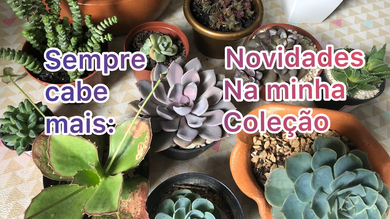 Novidades na minha coleção de suculentas