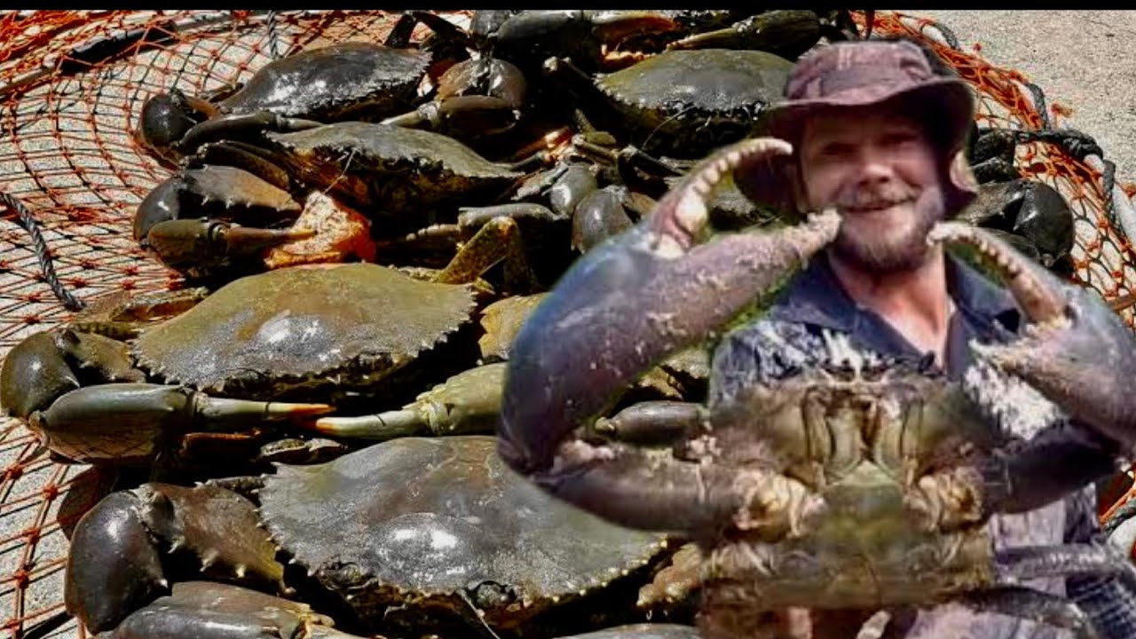 Bait the Trap : Mud Crab | Catch and Cook tips