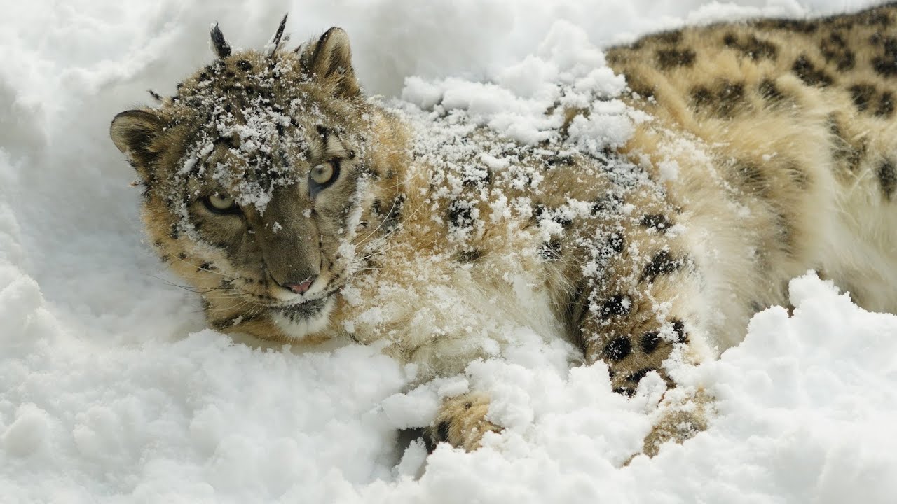 大雪でヒカリちゃんもびっくり（円山動物園　ユキヒョウのヒカリ） #snowleopard #bigcat