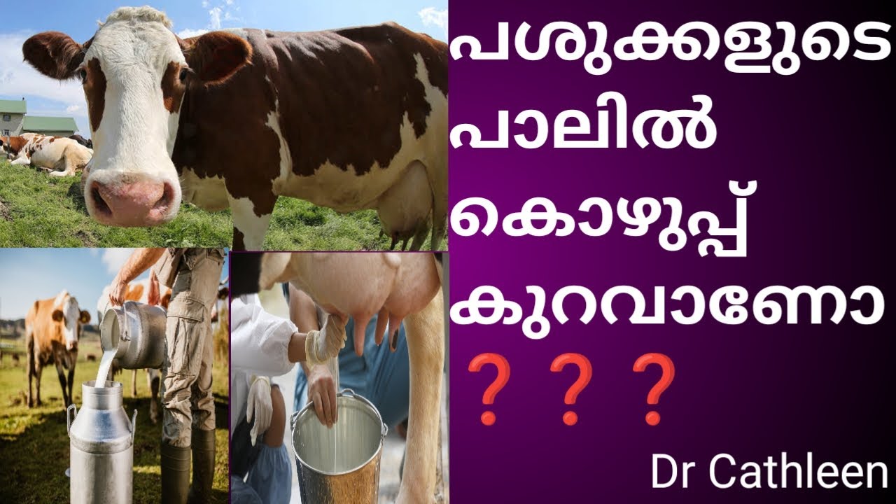പശുവിന്റെ പാലിലെ കൊഴുപ്പ് കൂട്ടാം ||How to increase milk fat in cow @allaboutvetDrcathleen