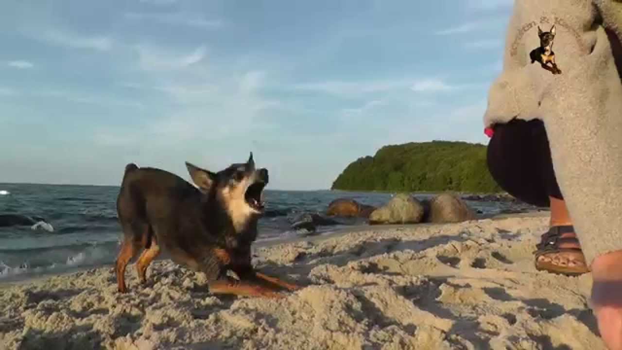 Prager Rattler Kruemel auf Ruegen in Binz 2015