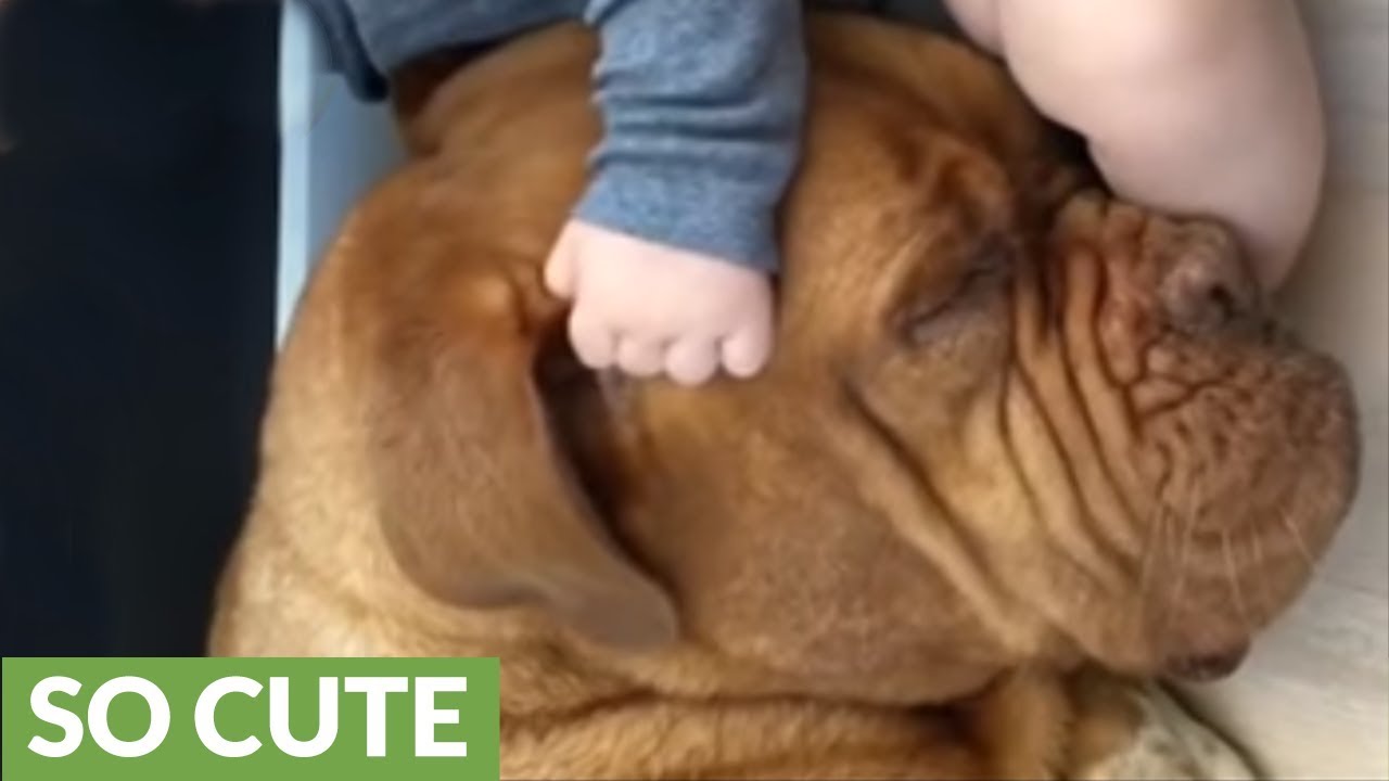 Baby and dog share incredible bond