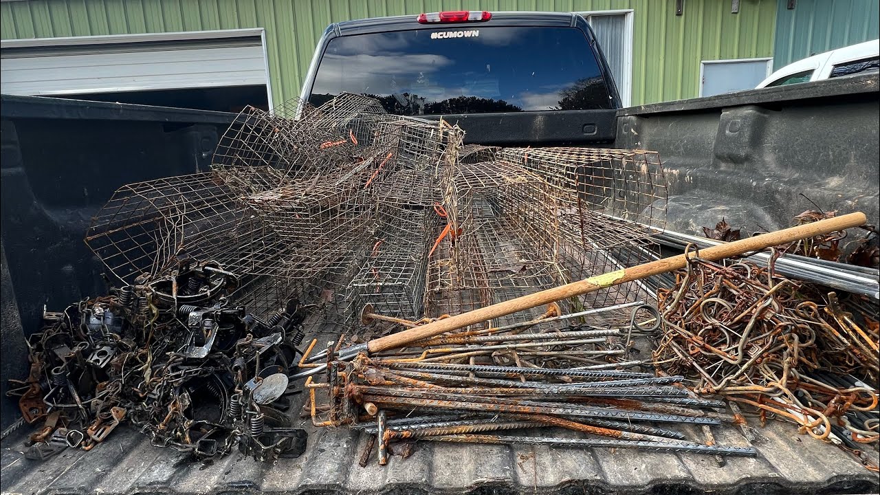 How to Trap Muskrats