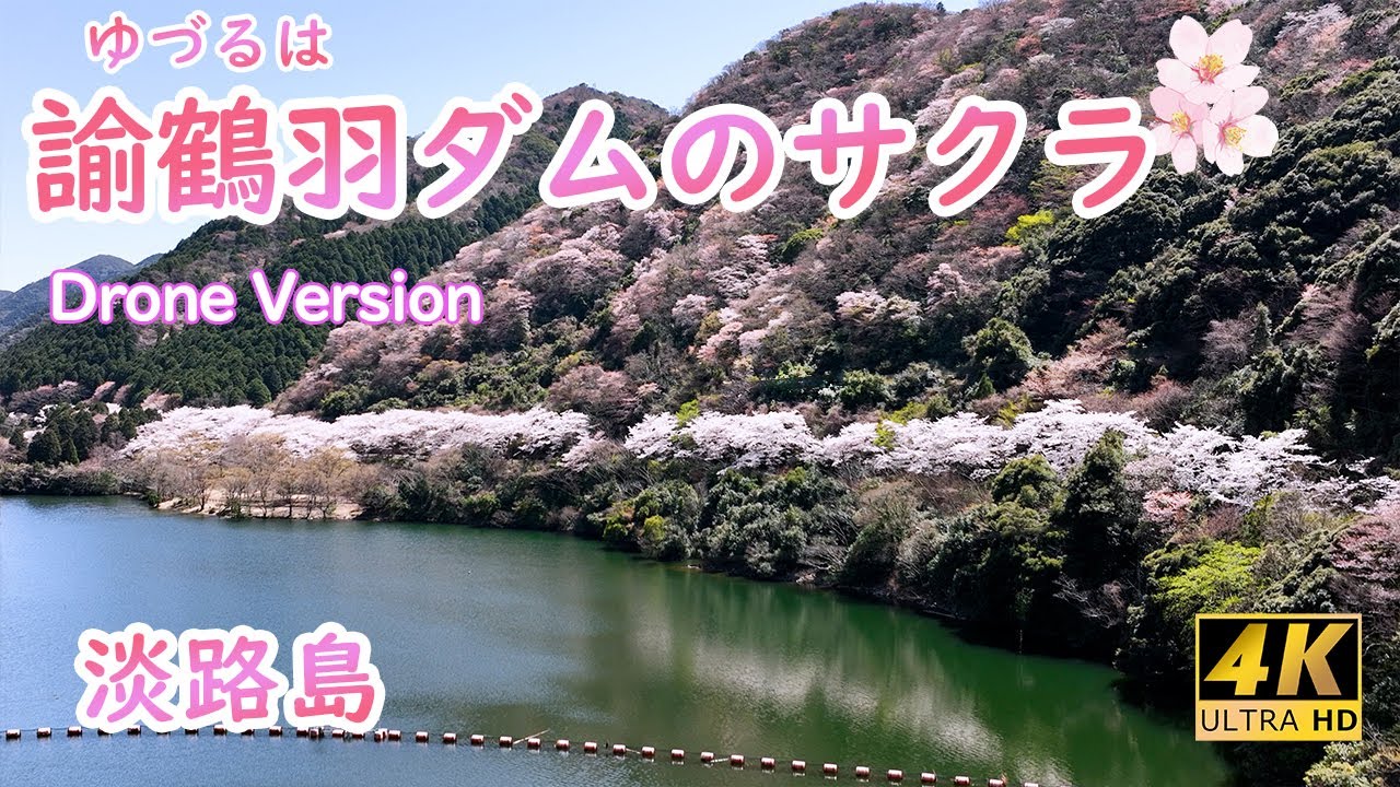[4K Mavic 3] 【兵庫県🌸桜名所🌸淡路島 諭鶴羽（ゆづるは）ダム】　Cherry blossoms spots at Yuzuruha Dam in Awaji Island