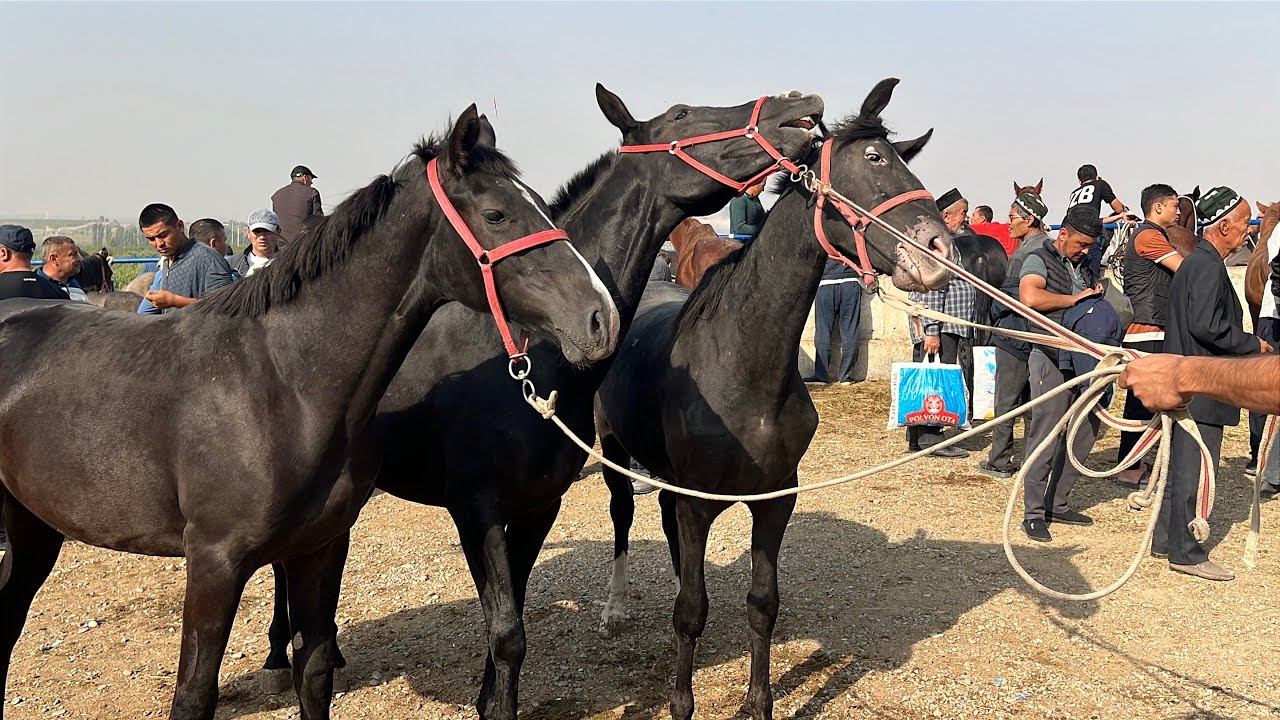 Shahidon OT bozori bugungi narhlar bilan tarnishing 30.09.2025yil
