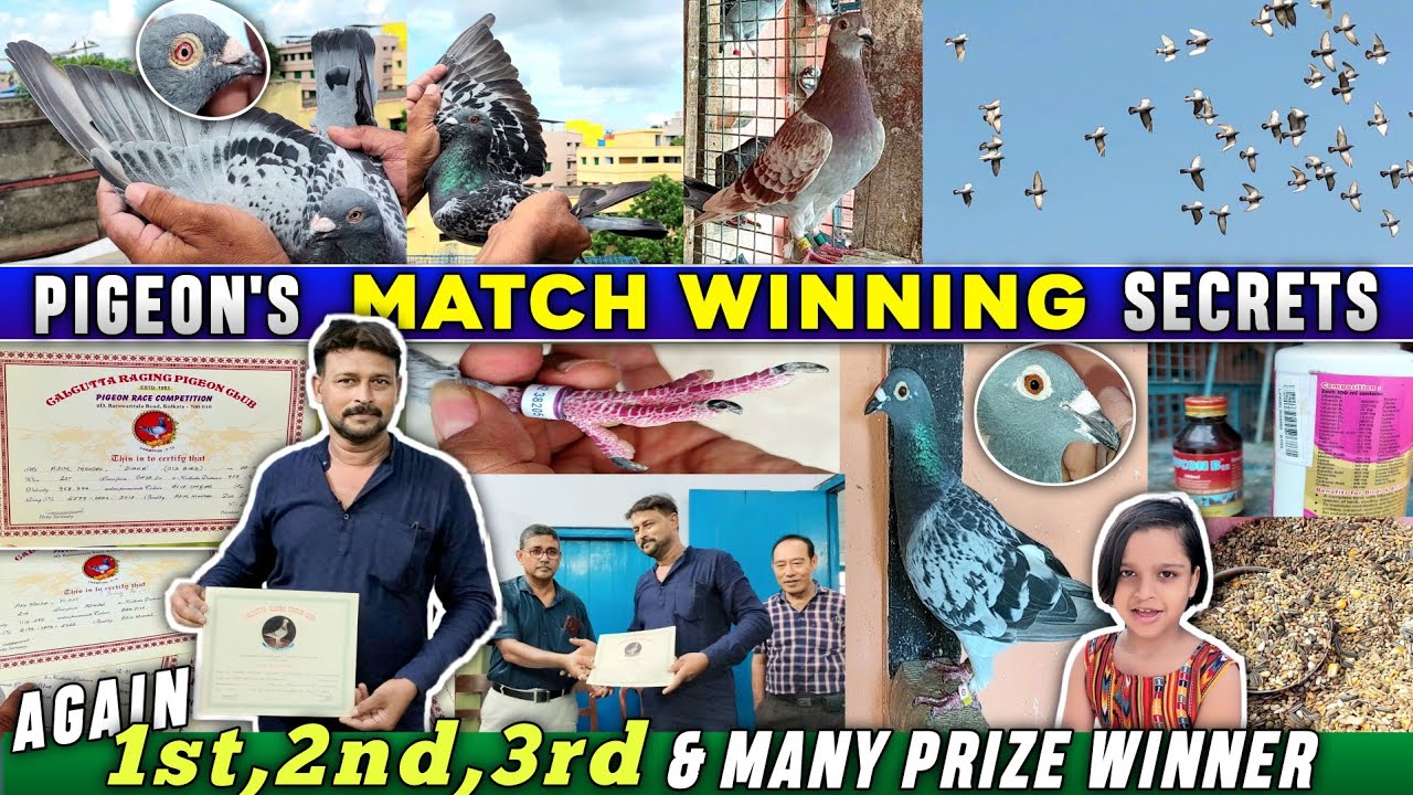 Pigeon Match Winining Secrets  By Racing Pigeon KING -Ashim Mondal | Racing Pigeon Loft Visit