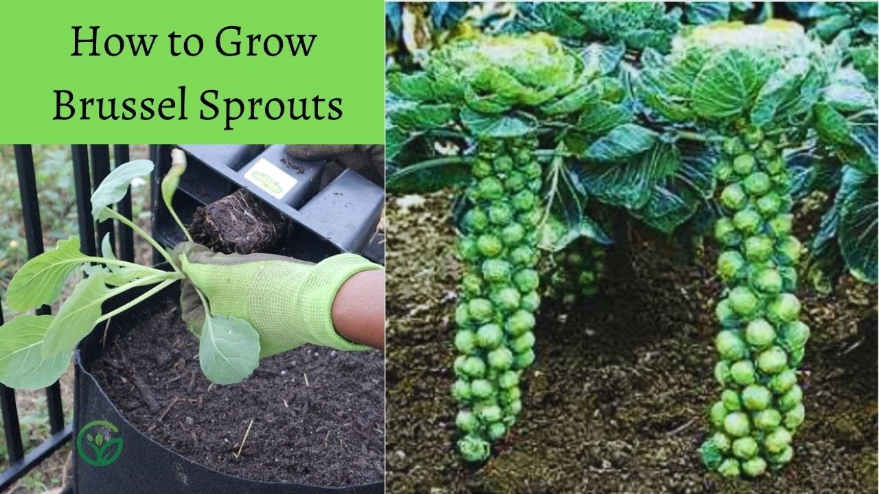 Как выращивать брюссельскую капусту в гроубоксах и на высоких грядках! Садоводство, 101 л, квадра...