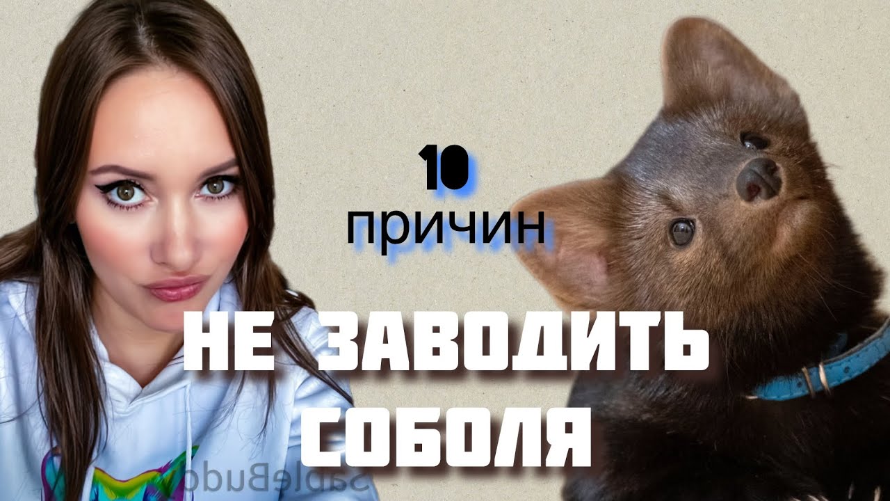 Вся правда о жизни с домашним соболем часть 1.   All truth about life with the pet sable. Part 1