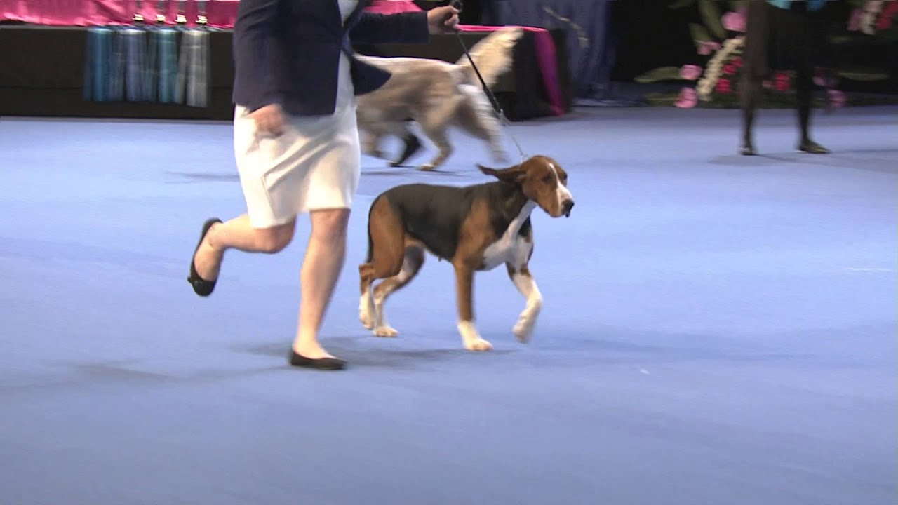 Voittaja 2015 - Best in Show