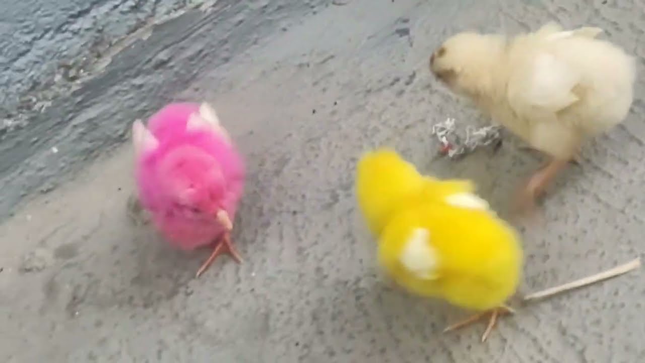 Catch Cute Chickens, Colorful Chickens, Rainbow Chicken, Rabbits