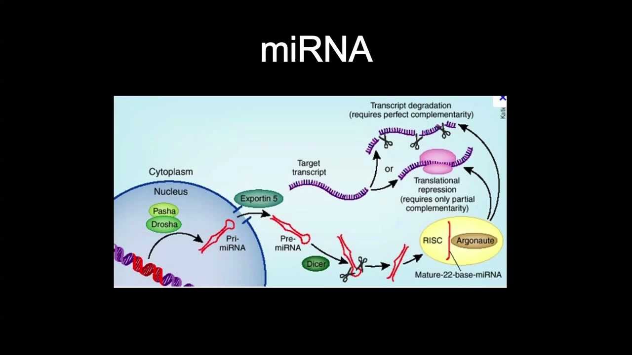 COS'E' L'INTERFERENZA DELL'RNA?
