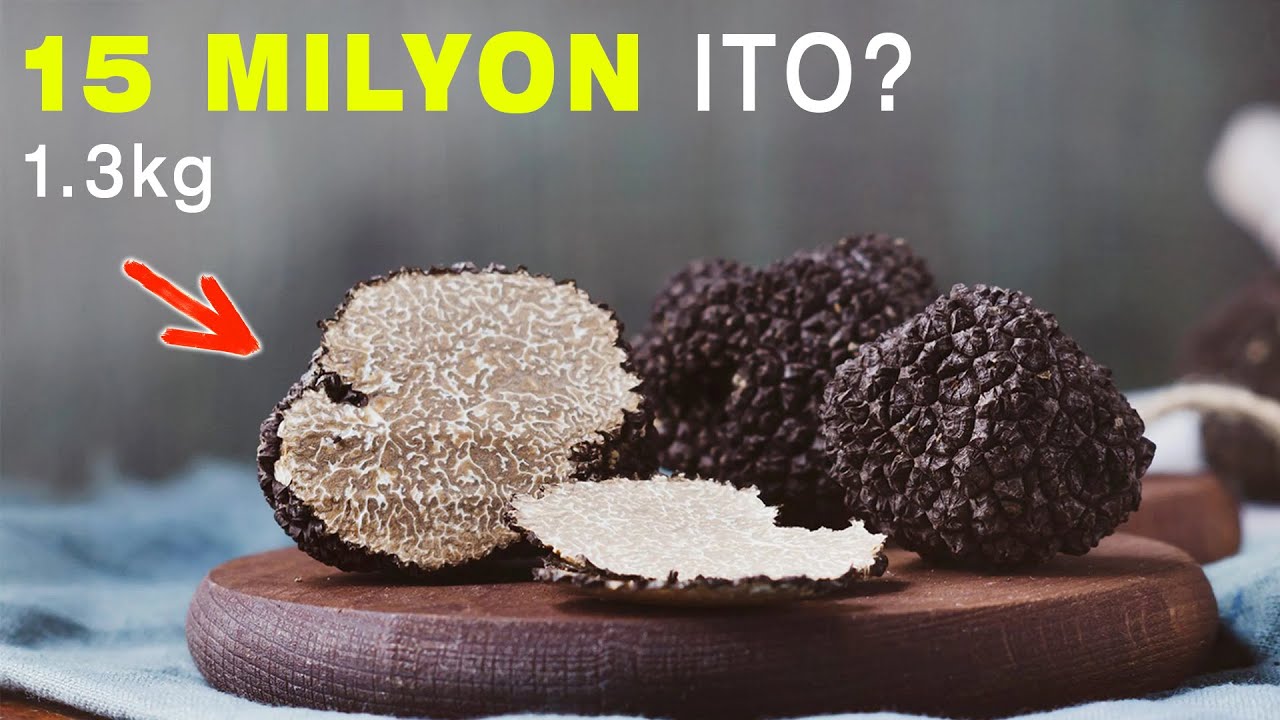 Bakit Sobrang Mahal Ng Truffle - P15 Milyon Per Kilo