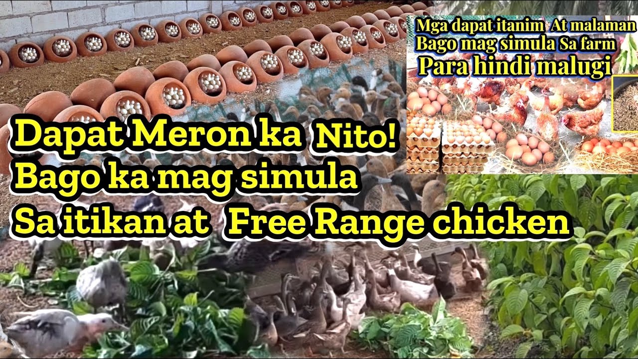DAPAT MERON KA NITO BAGO KA MAG SIMULA SA ITIKAN AT FREE RANGE CHICKEN SUBRANG LAKI NG TULONG NiTO