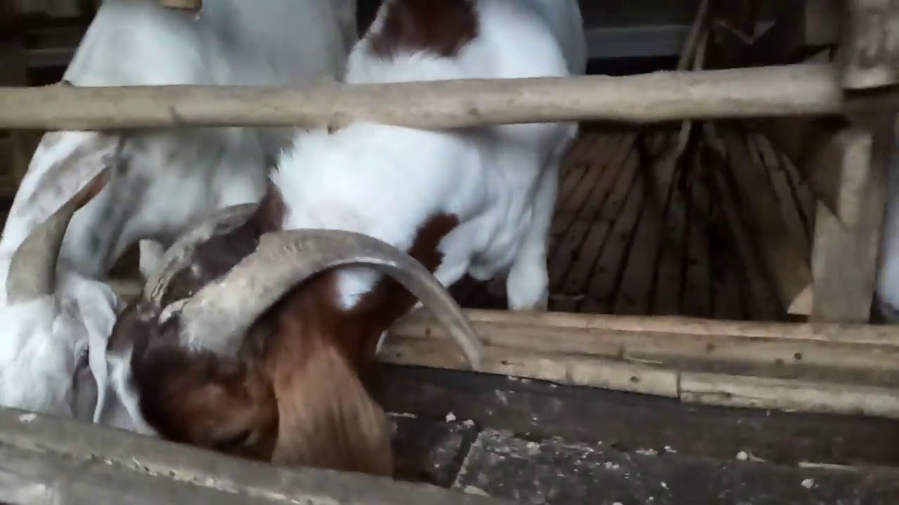Kandang Kambing Boer 