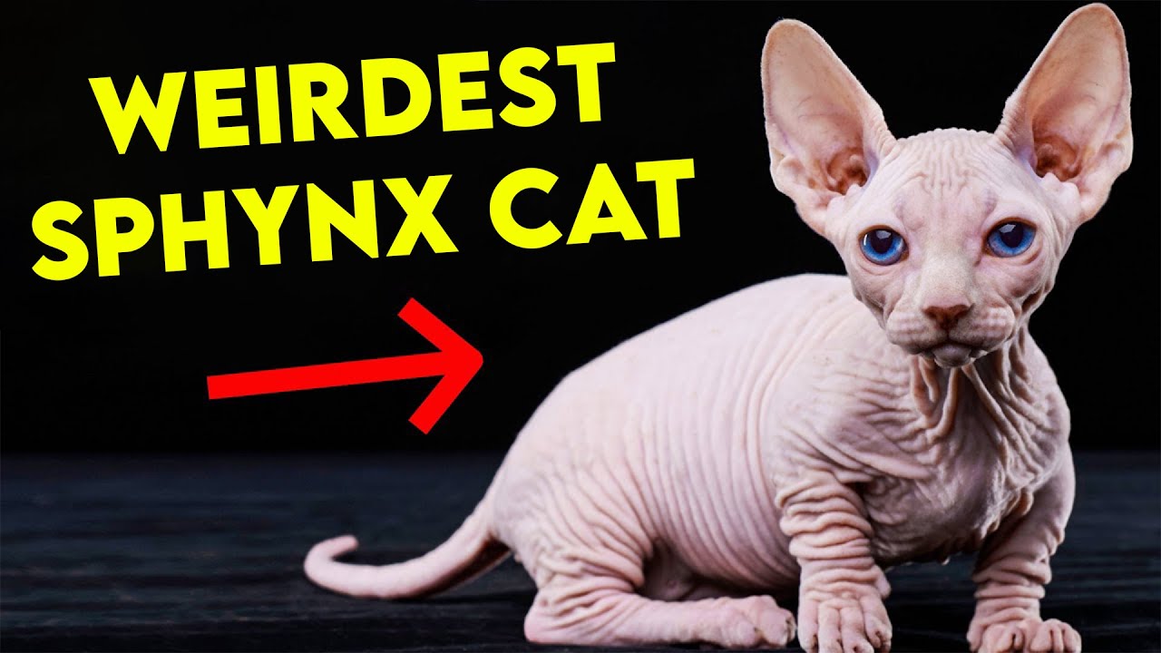 ALL SPHYNX Cat Types That EXIST | Which one do you prefer?