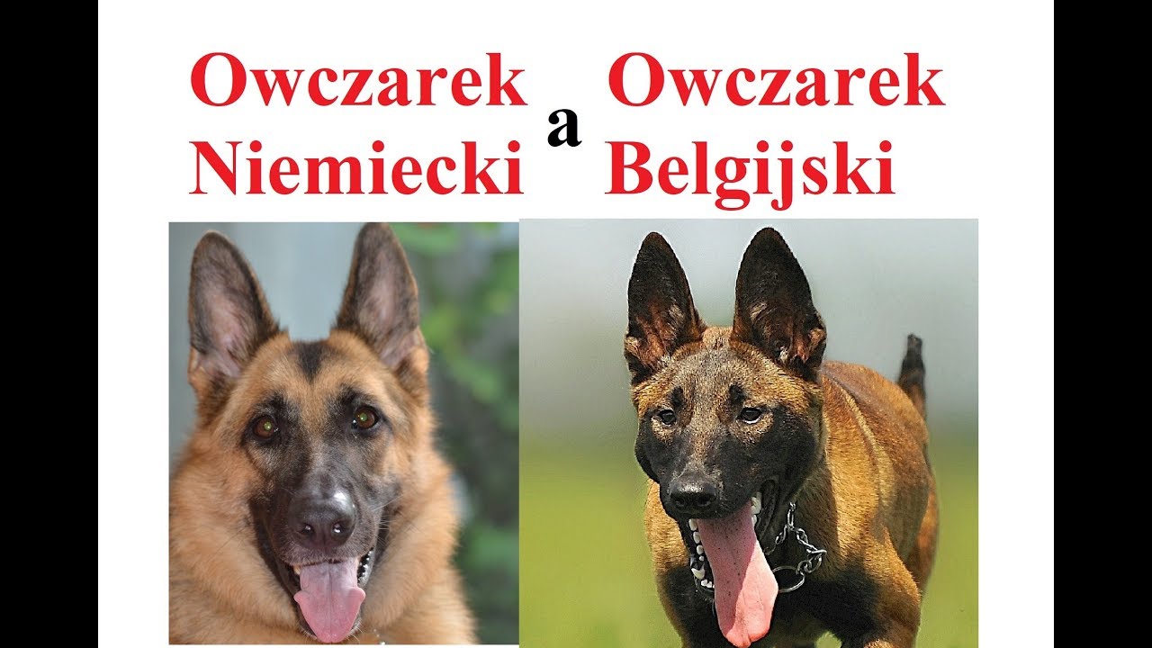 Owczarek NIEMIECKI a Owczarek BELGIJSKI MALINOIS - porównanie ras