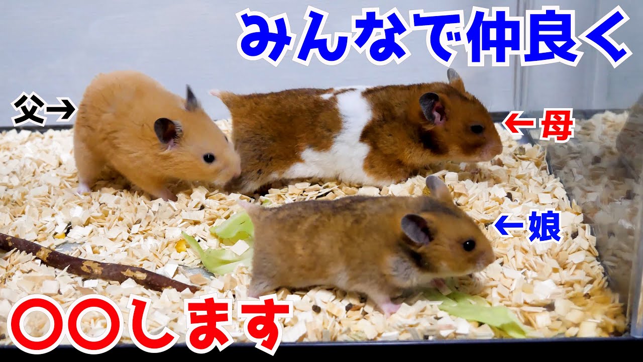 母と娘が同時に発情してしまい、父は。。。