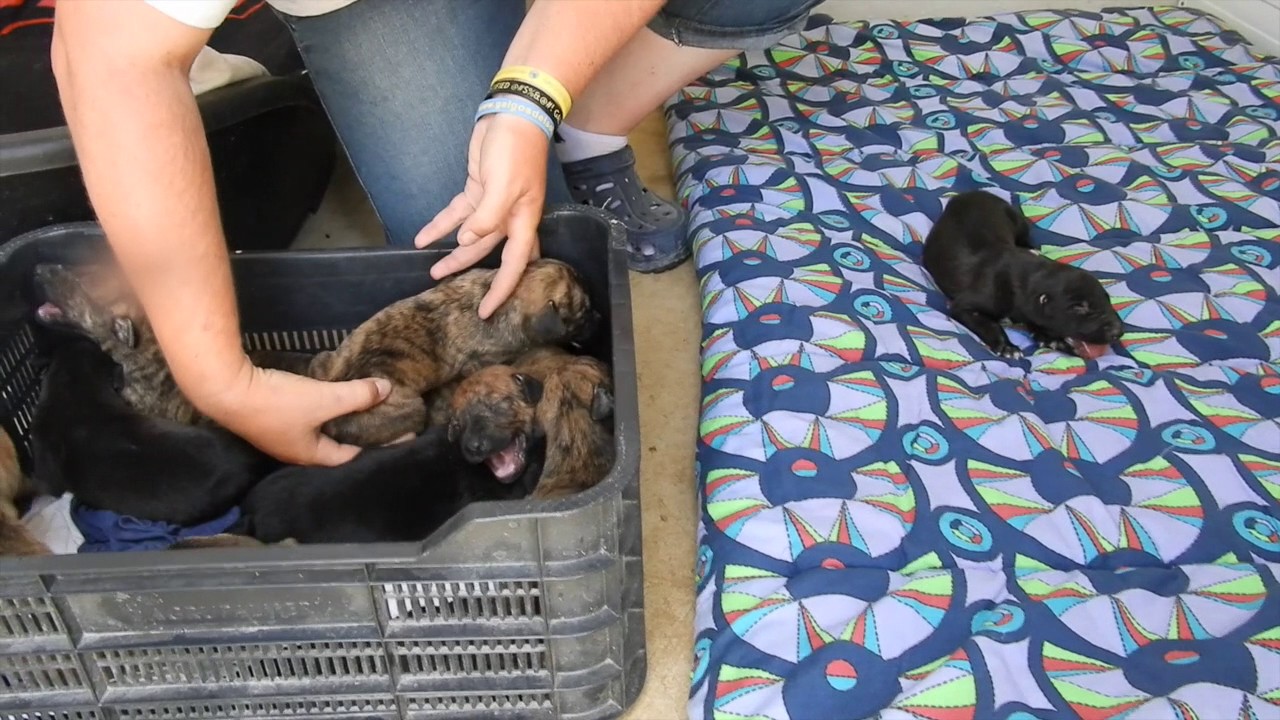 Pups born is terrible conditions, will they survive?