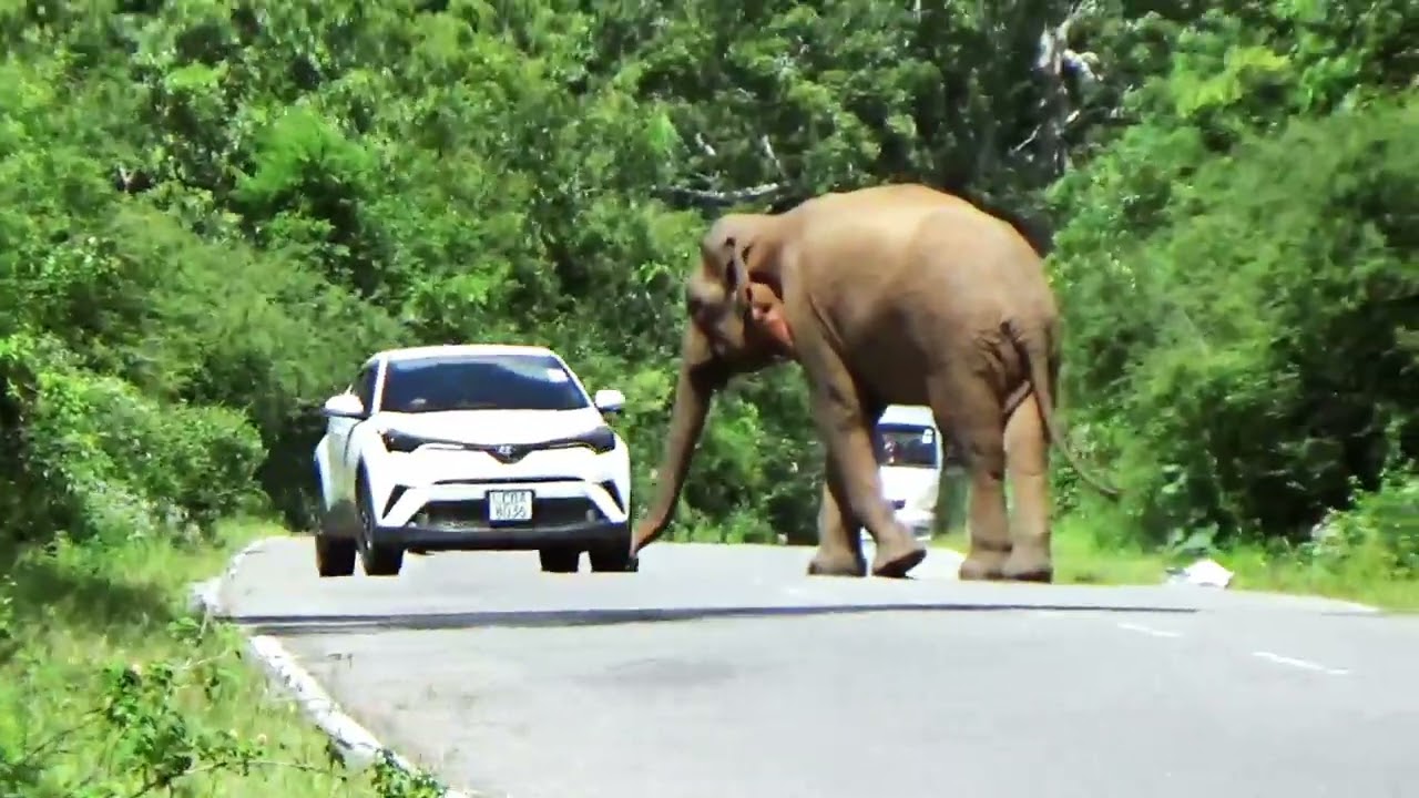 Wild Elephant Stops Tuk-Tuk in Sri Lanka! 🐘😱 What Happens Next?