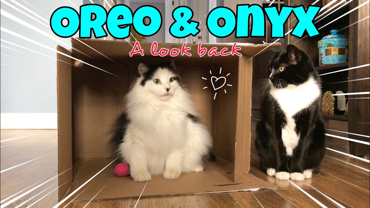 Oreo And Onyx: Heartfelt Memories And Unforgettable Moments 🐾