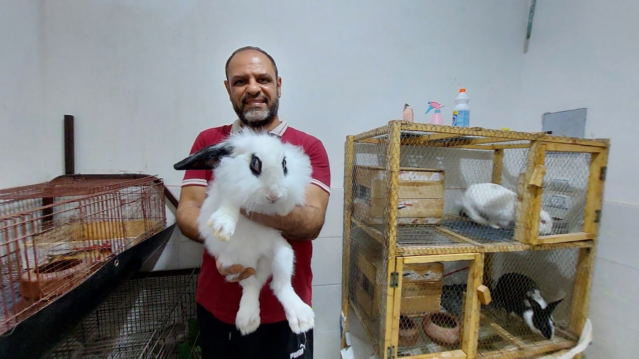 لن نكرر نفس الغلطه تطعيم الارانب ضد التسمم الدموى اهم المعلومات عن التطعيم