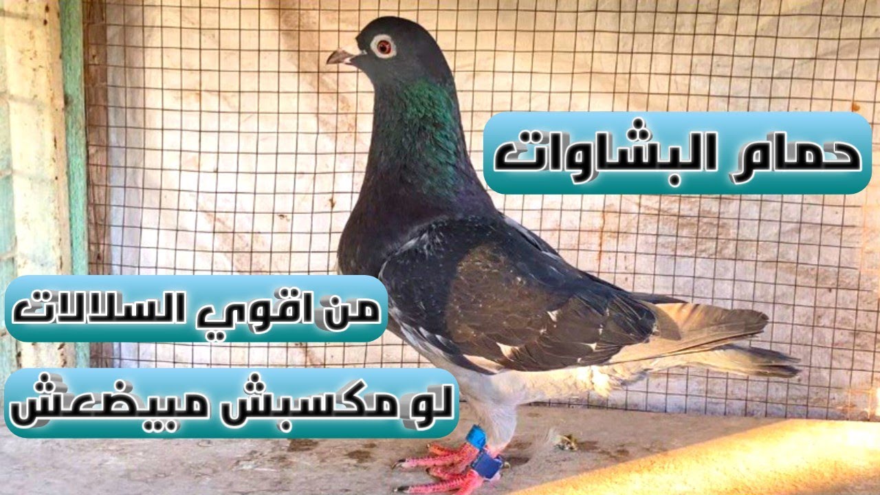 افضل سلالات الحمام الزاجل النفس الطويل لو مكسبش مبيضيعش