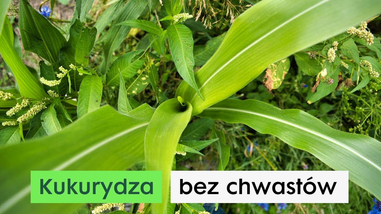 Jeden zabieg na wszystkie chwasty? | KUKURYDZA